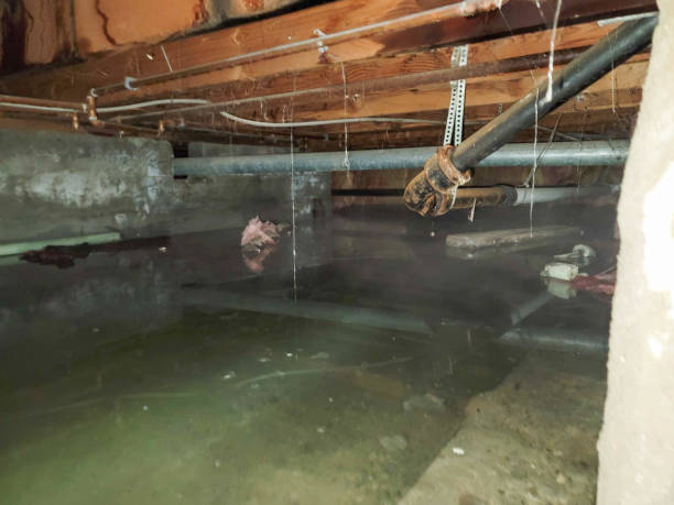 Best Water damage restoration cost  in Lake Forest Park, WA