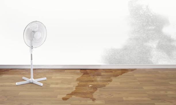 Best Flood damage cleanup  in Lake Forest Park, WA