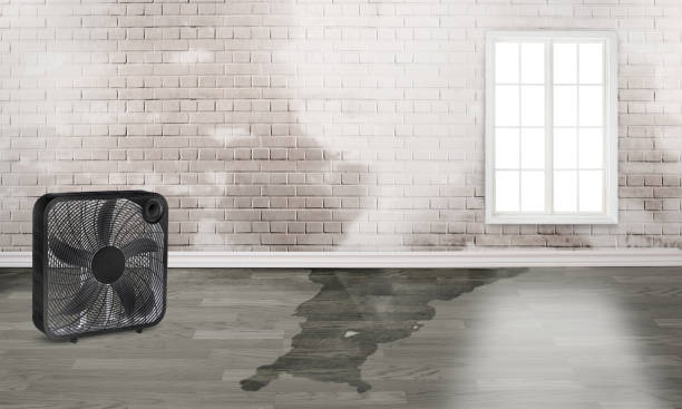 Best Flood damage cleanup  in Lake Forest Park, WA