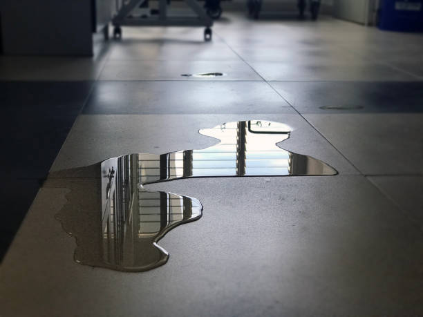 Best Water damage contractors near me  in Lake Forest Park, WA