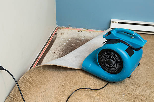 Best Professional water damage repair  in Lake Forest Park, WA